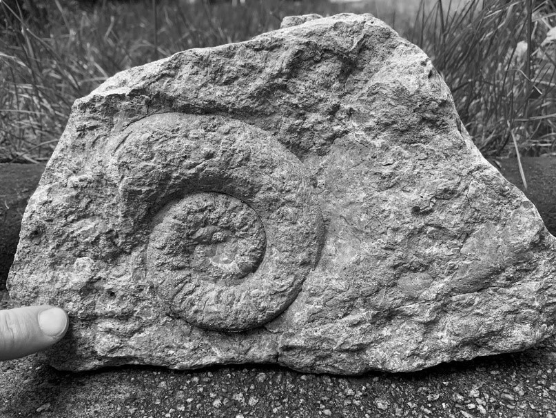 Enverus_Blog_Vaca_Muerta_Argentine _Ammonite_Fossil_Thambnail